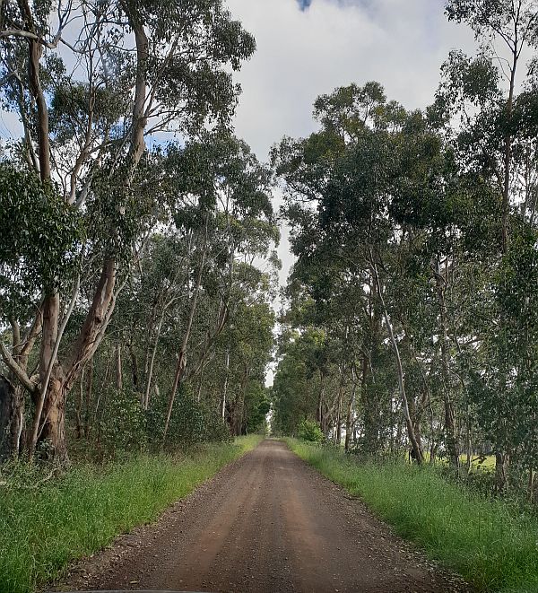 Powerful Owl roadside habitat Panmure area