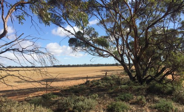 Tyrrell - Mallee Region Source: Mallee CMA