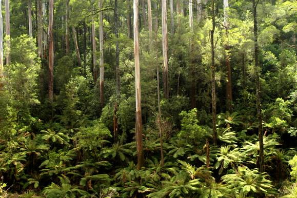 Wet forest