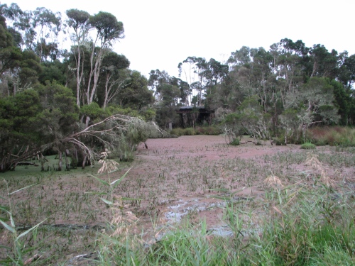 Typical Dwarf Galaxias habitat; shallow wetland connected to a creek. Wetland containing species such Juncus, Persecaria, Phragmites, Triglochin and Typha. Melaleuca trees are also a dominant feature of the vegetation community at some sites.   Image: Daniel Stoessel.