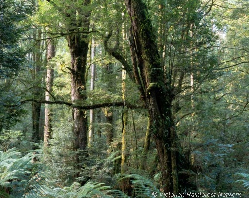 Cool temperate rainforests