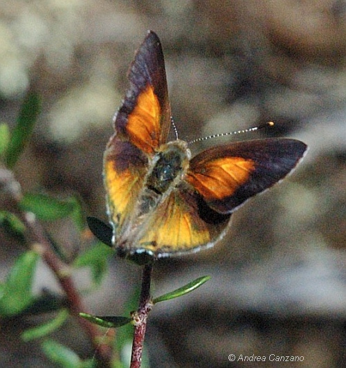 Eltham Copper Butterfly