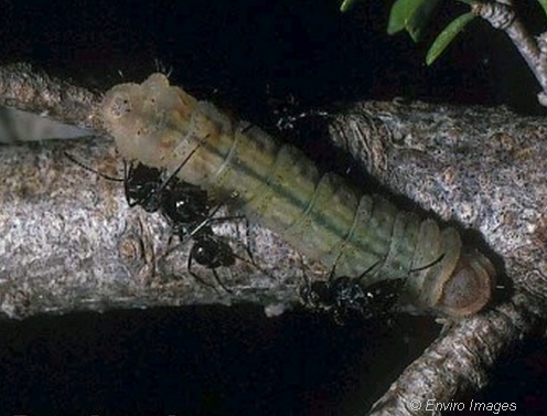 Notoncus sp. of ants. are essential in attending to the larval phase of the Eltham Copper Butterly.