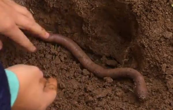 Giant Gippsland Earthworm Source: B. Van Praagh