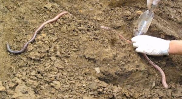 Giant Gippsland Earthworm Source: Beverly Van Praagh