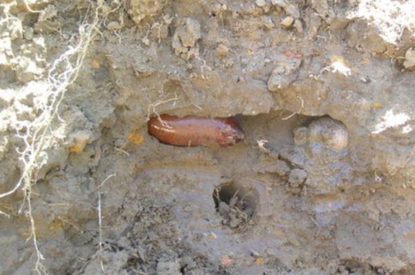 Giant Gippsland Earthworm egg in burrow. Source: B. Van Pragh