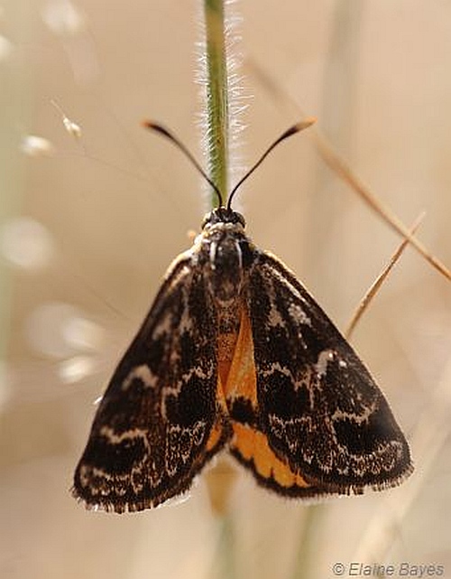 Golden Sun Moth (female). Image: Elaine Bayes.