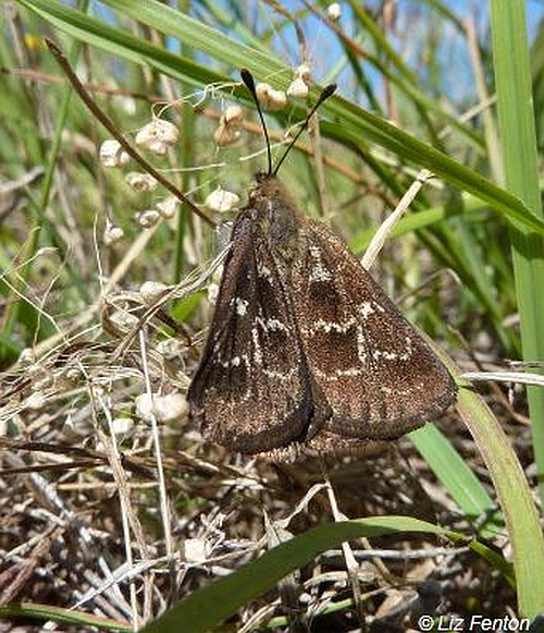 Golden Sun Moth (male). Image: Liz Fenton.