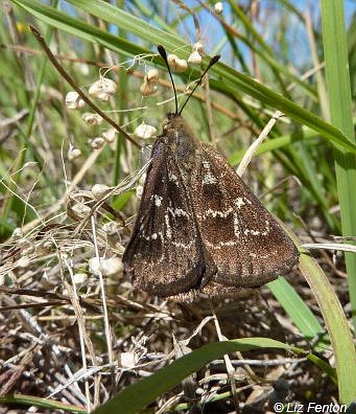 Golden Sun Moth (male).  Image: Liz Fenton.