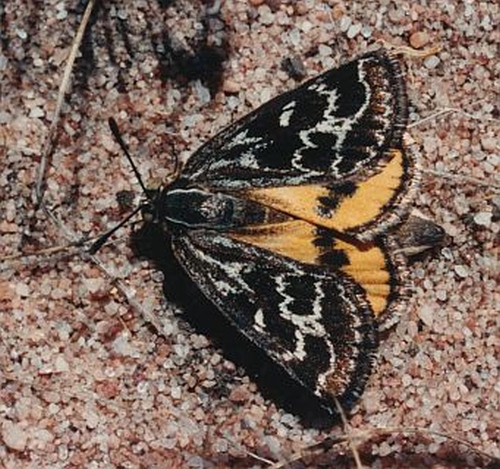 Golden Sun Moth (female). Image: Fabian Douglas