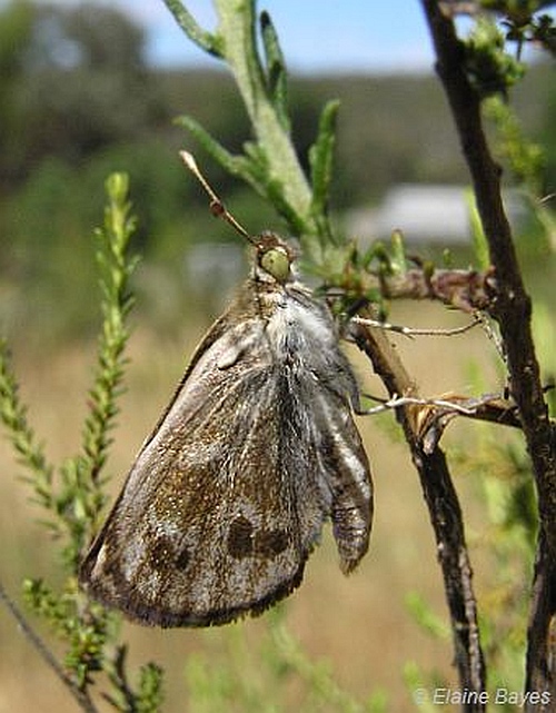 Golden Sun Moth (male). Image: Elaine Bayes.