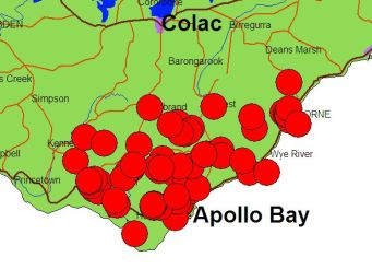 The Otway Black Snail stronghold is approximately a 900 sq km area of the Otway Ranges southwards between Lorne to Gellibrand to Lavers Hill.