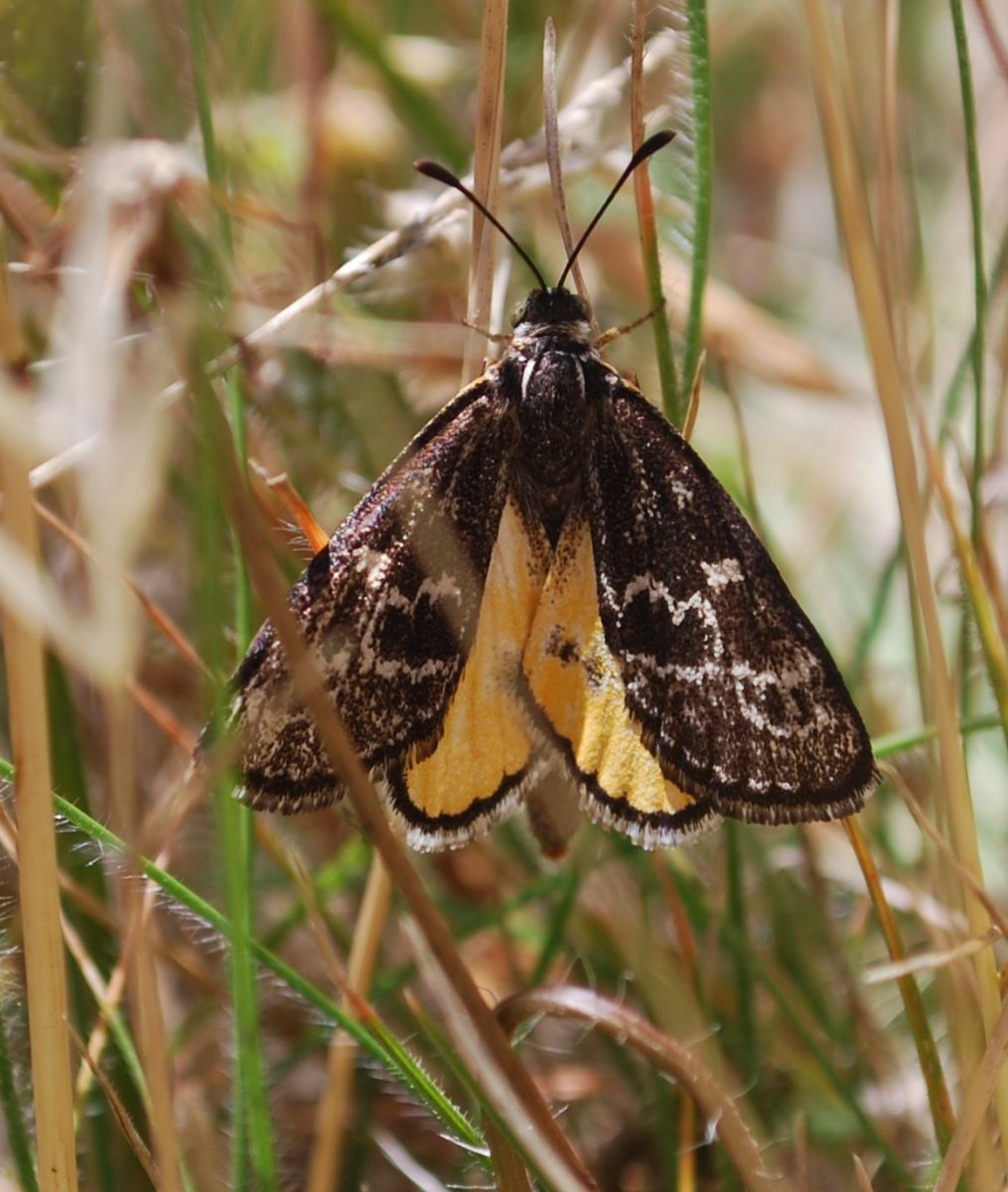 Golden Sun Moth