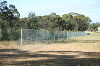 Securing habitat for the Bush-Stone-curlew