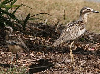 Securing habitat for the Bush-Stone-curlew