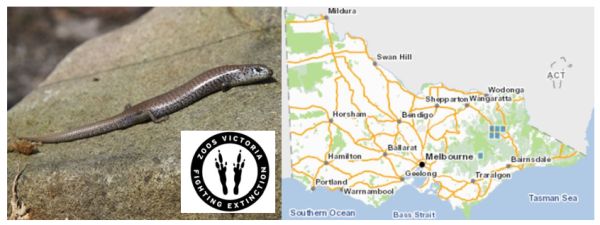 Alpine Sheoak Skink