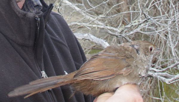 Eastern Bristlebird being relocated by Dr Rohan Clarke Image: T Mitchell