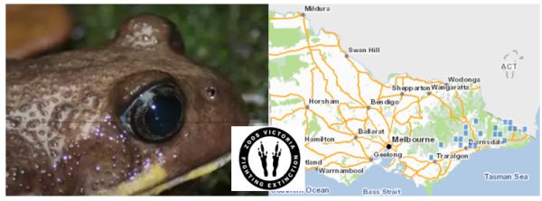 Giant Burrowing Frog