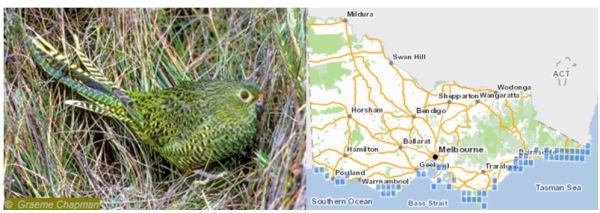 Ground Parrot