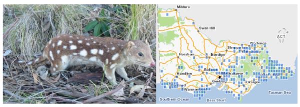 Spot-tailed Quoll