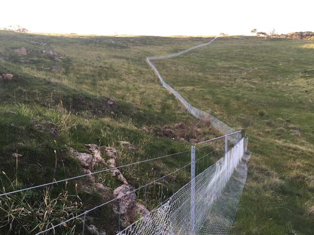 Skipton Common Pimelea Conservation Zone Image: Ballarat Environment Network