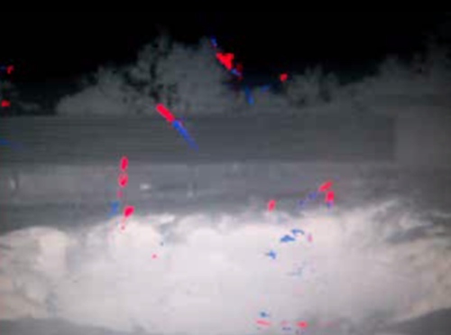 Southern Bent-wing Bats leaving a cave are counted using a thermal imaging camera and sophisticated automated counting system. Image: Kristen Lear