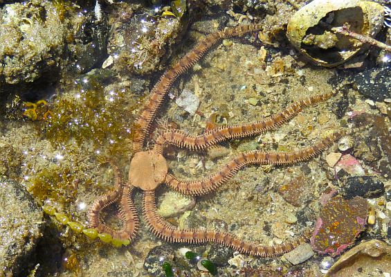 Brittle Star