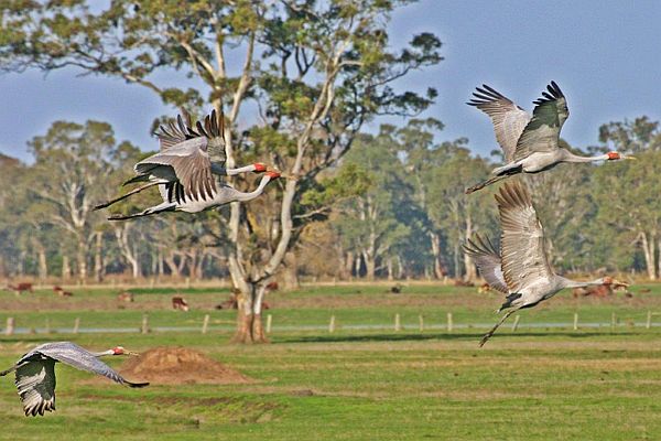 Brolgas flying Image Bob McPherson