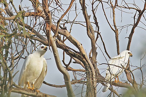 Grey Goshawk (white Morph) Image: Bob McPherson