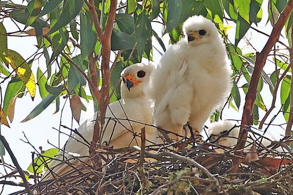 Grey Goshawk (White morph) Bob  McPherson 2023