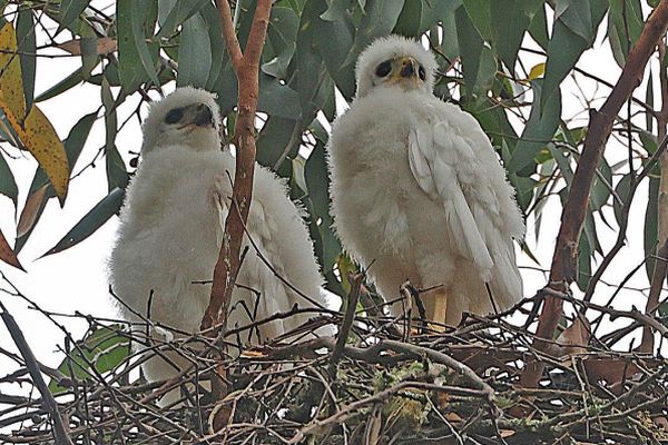 Grey Goshawk breeding -chicks 2023 Image Bob McPherson