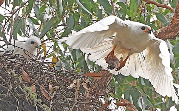 Grey Goashawk (white morph) breeding 2023 Image Bob McPherson