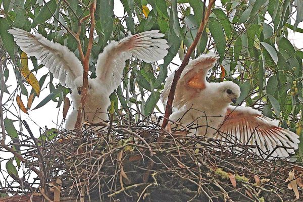 Grey Goshawk(white morph) Image: Bob McPherson