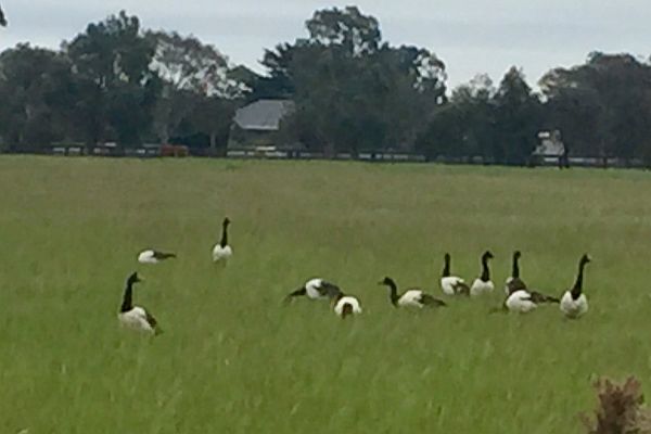 Magpie Geese at Moolap