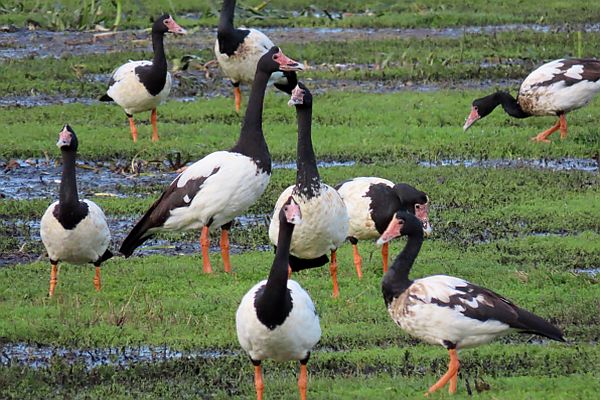 Magpie Geese at Lake Purrumbete May 2021 Image: Phil Skeggs