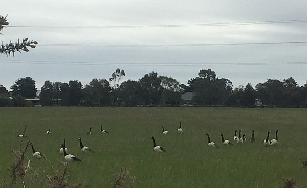 Magpie Geese at Moolap