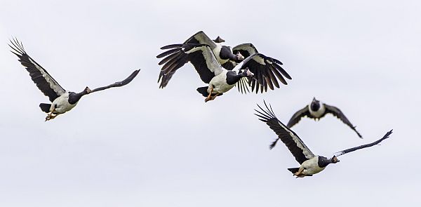 Magpie Geese in flight. Image: David Wehlan.