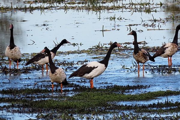 Magpie Geese at Lake Purrumbete 6 May 2021 Image:Phil Skeggs