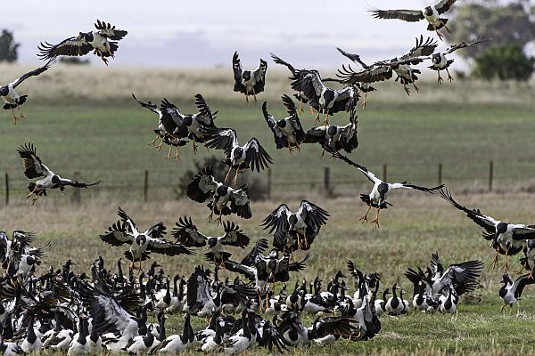 Magpie Geese taking off. Image David Wehlan