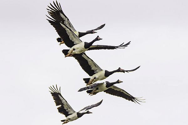 Magpie Geese flying. Image: David Wehlan.
