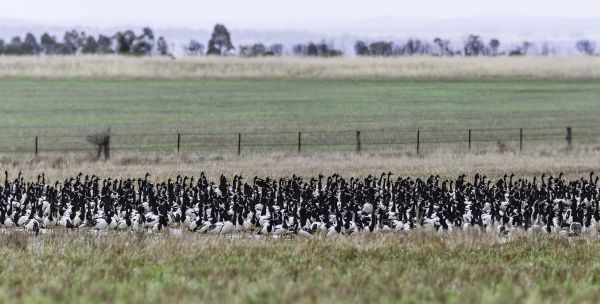 Magpie Geese Image David Wehlan