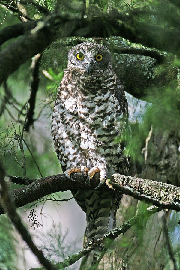 Powerful Owl Image Bob McPherson