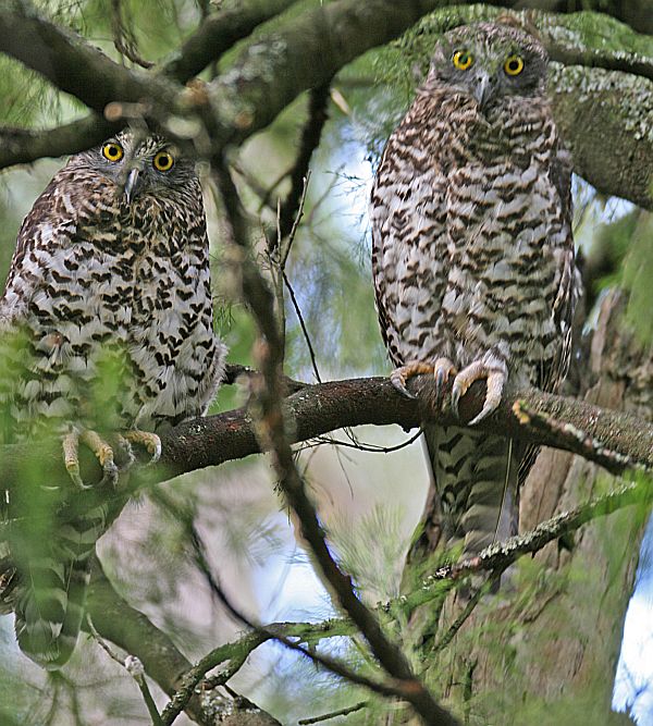 Powerful Owl pair at Milltown Image Bob McPherson