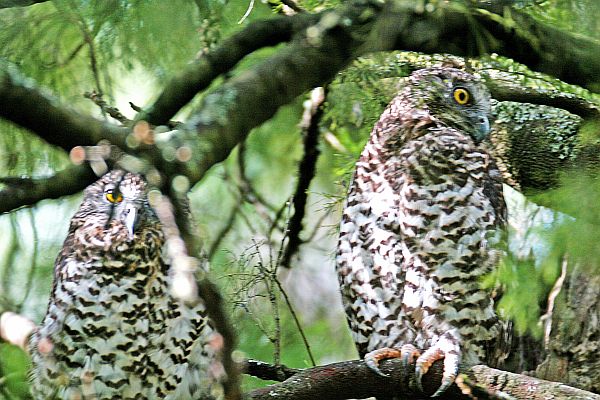 Powerful Owls breeding Image Bob mcPherson