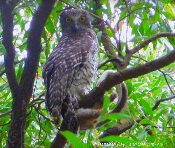 Powerful Owls on retained remnant roadside Image Lisette Mills