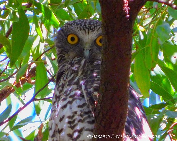 Powerful Owls on retained remnant roadside Image Lisette Mills