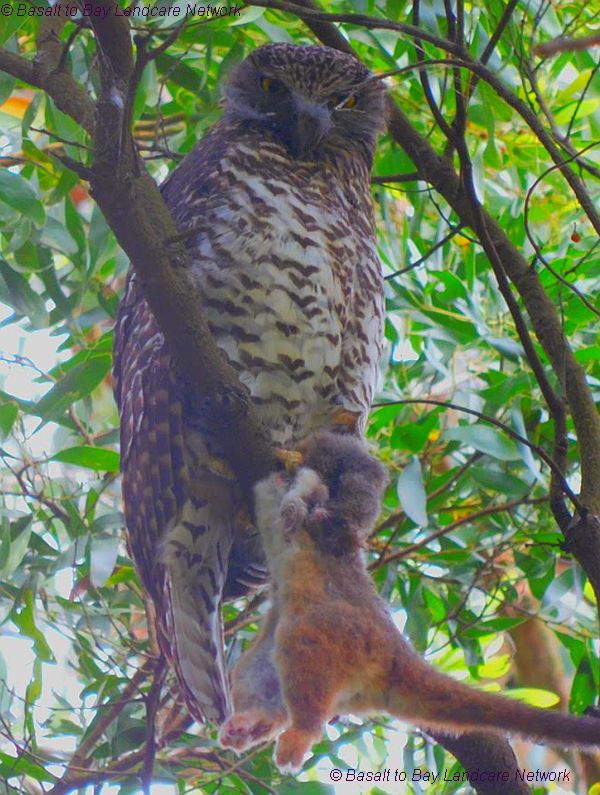Powerful Owls on retained remnant roadside Image Lisette Mills