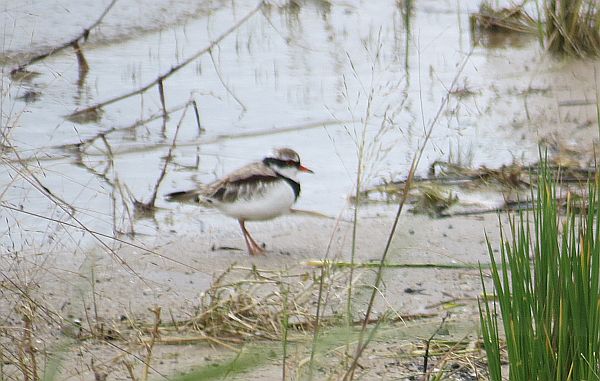 Black-fronted Plover Ron Clissold