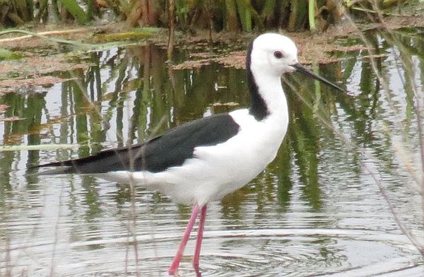 Black-winged Stilt Ron Clissold