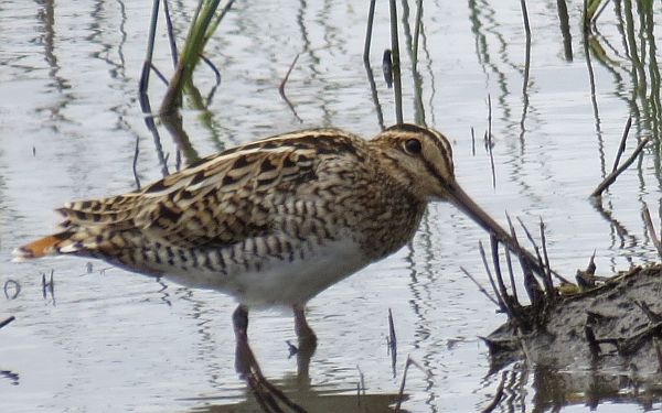 Latham's Snipe Ron Clissold